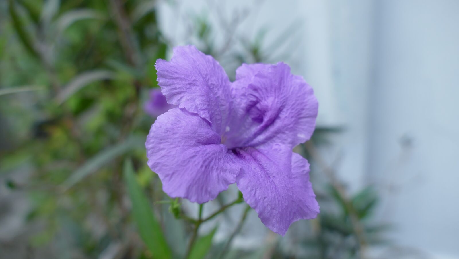 Panasonic Lumix DMC-FZ1000 sample photo. Flower, vi t nam photography