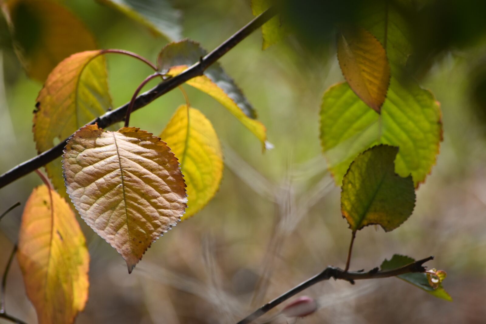 Nikon D5500 sample photo. Autumn, leaves, shining photography
