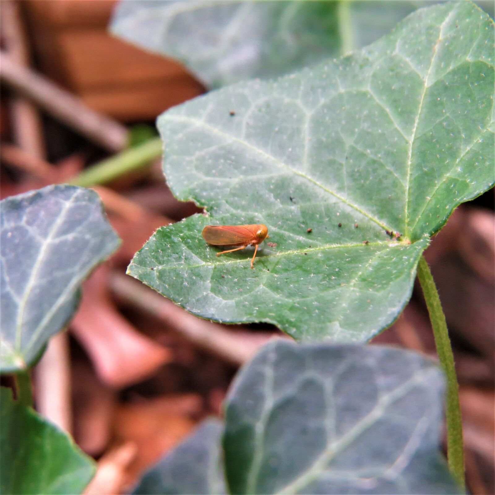 Canon PowerShot SX50 HS sample photo. Macro, insect, orange photography