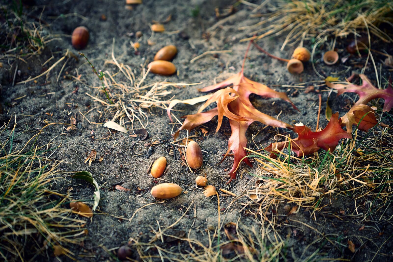 Sony FE 70-200mm F4 G OSS sample photo. Autumn, october, leaves photography