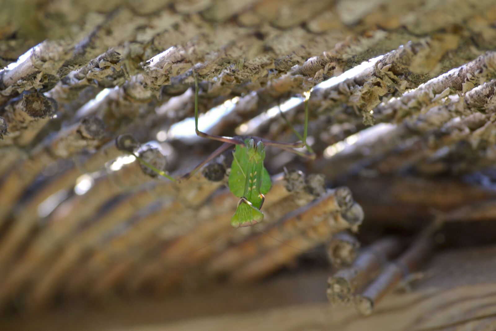 Nikon D3100 sample photo. Mantis, praying mantis, insect photography
