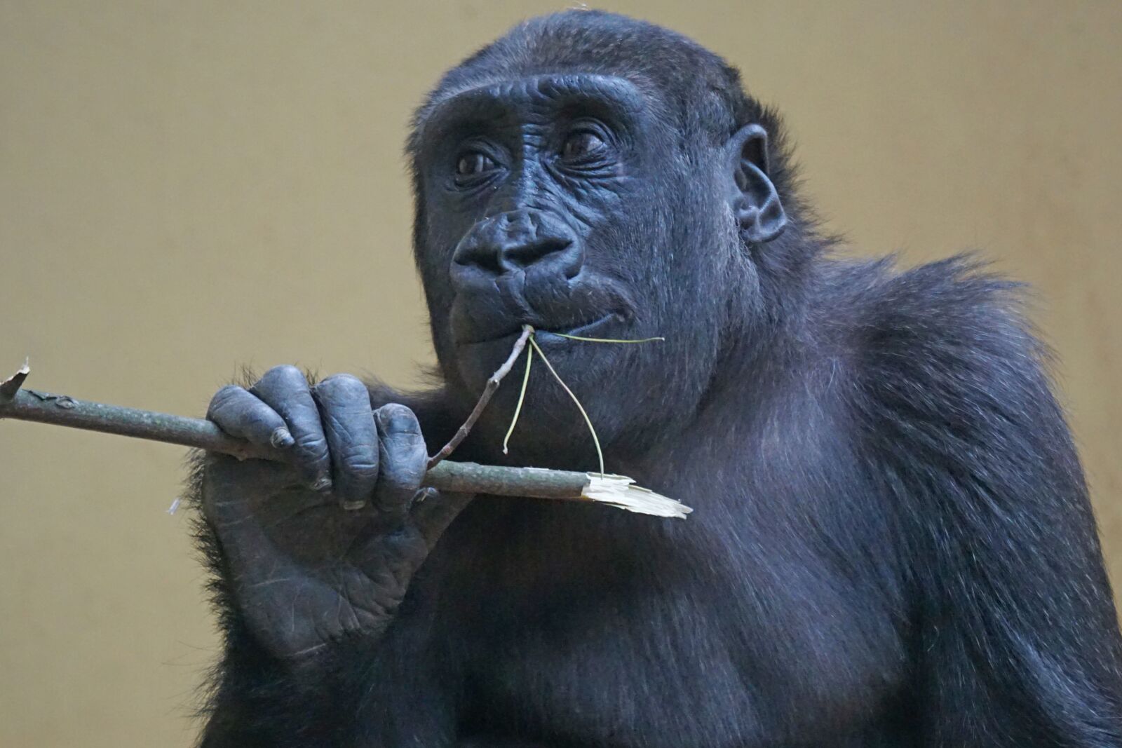 Sony ILCA-77M2 sample photo. Gorilla, ape, primate photography