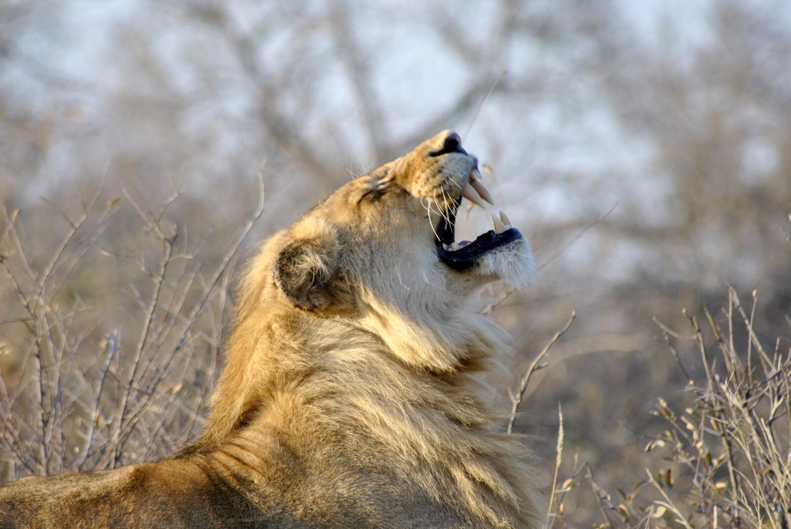 Nikon D3000 sample photo. Lion, roar, africa photography