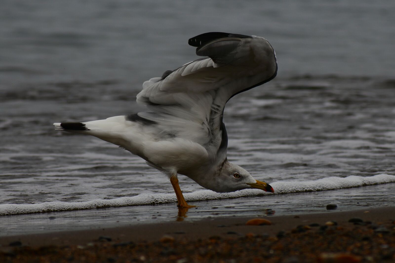 VR 70-300mm f/4.5-6.3G sample photo. Animal, sea, beach photography