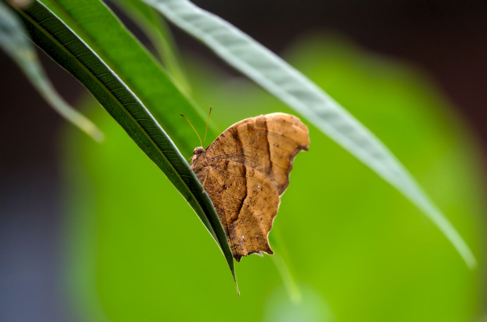Olympus OM-D E-M1 Mark II + Olympus M.Zuiko Digital ED 40-150mm F2.8 Pro sample photo. Butterfly, green, leaves photography