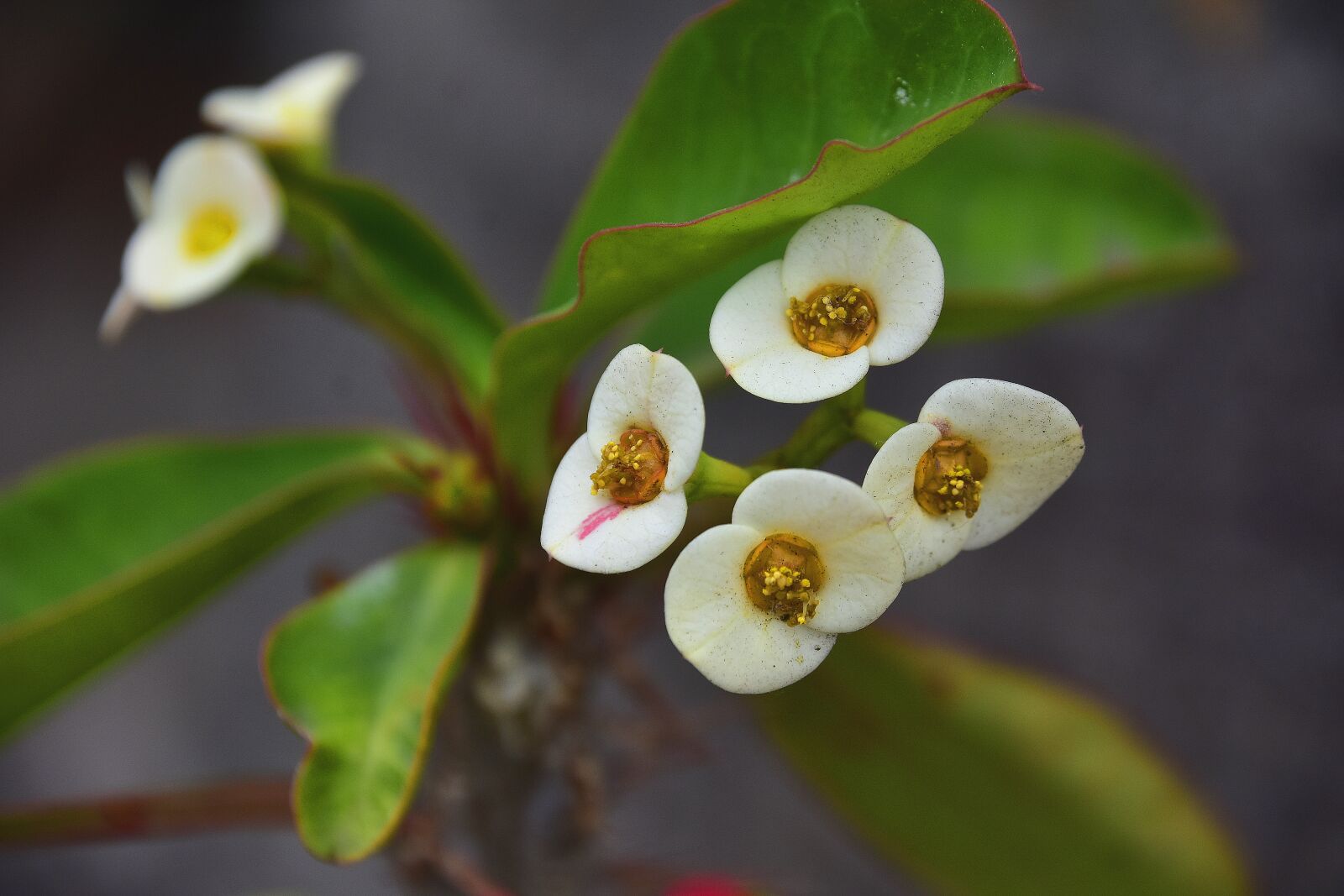 Nikon D7200 sample photo. Flower, garden, plant photography