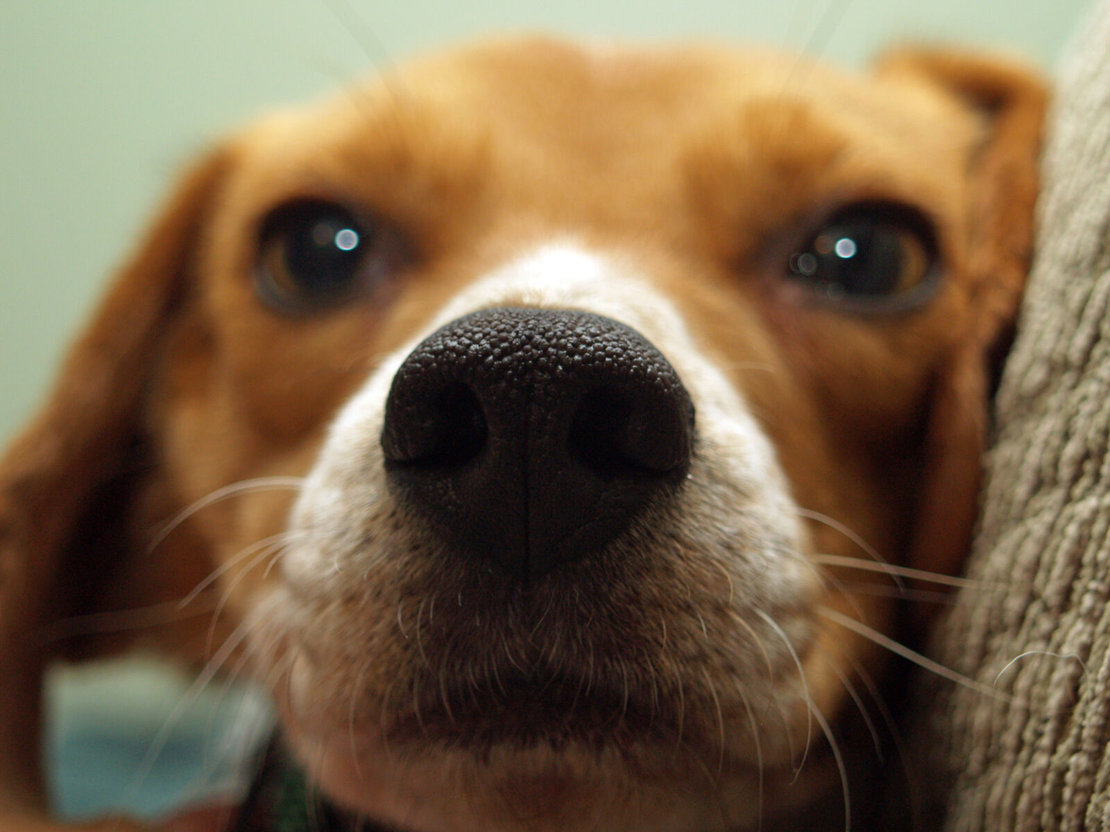 Olympus E-500 (EVOLT E-500) sample photo. Dog, pet, cute, beagle photography