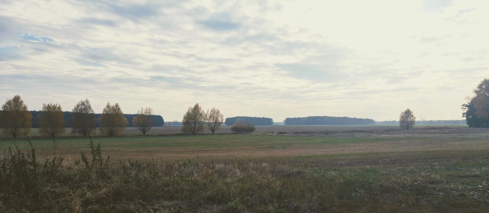 LG G4 sample photo. Germany, brandenburg, field photography