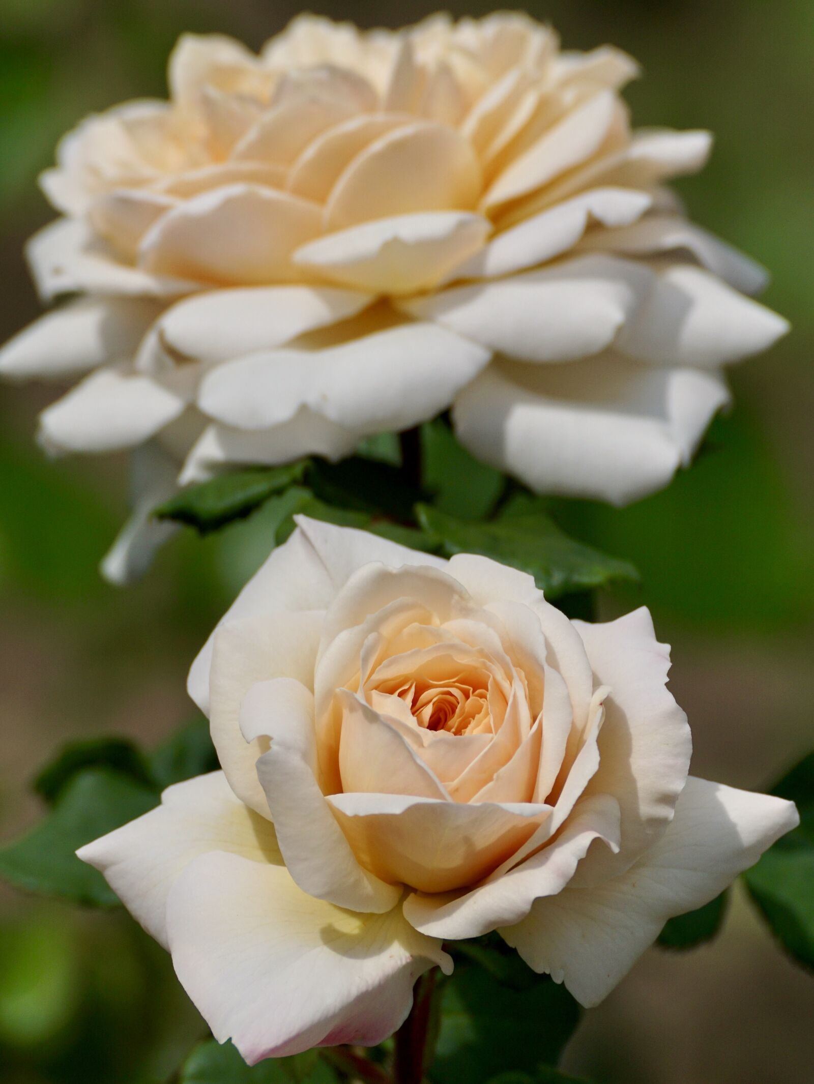 Sony DT 55-300mm F4.5-5.6 SAM sample photo. Rose, salmon, blossom photography
