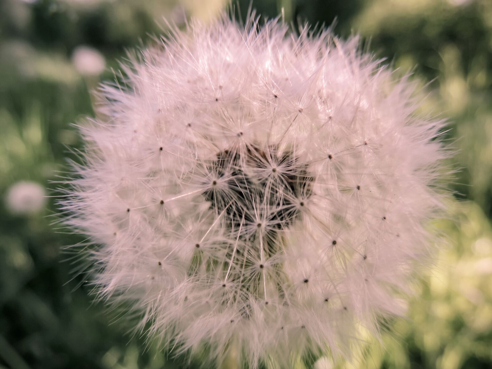 Nikon Coolpix P520 sample photo. Dandelion, spring, nature photography