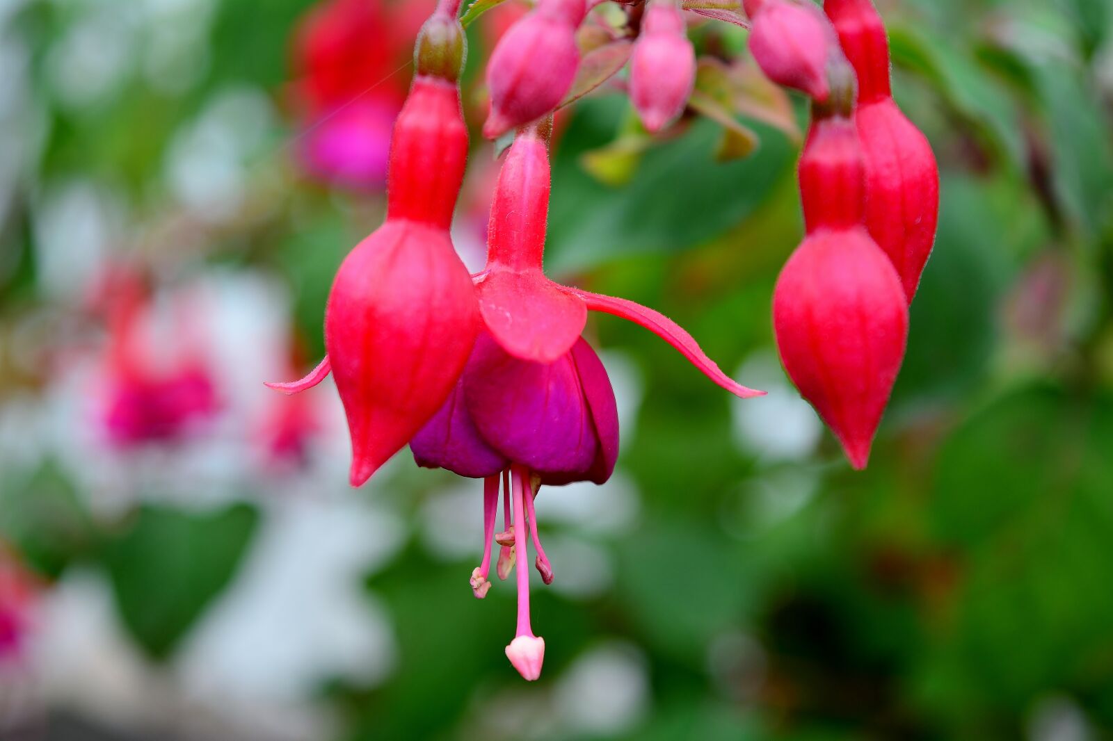 Nikon D5200 sample photo. Fuchsia, blossom, bloom photography
