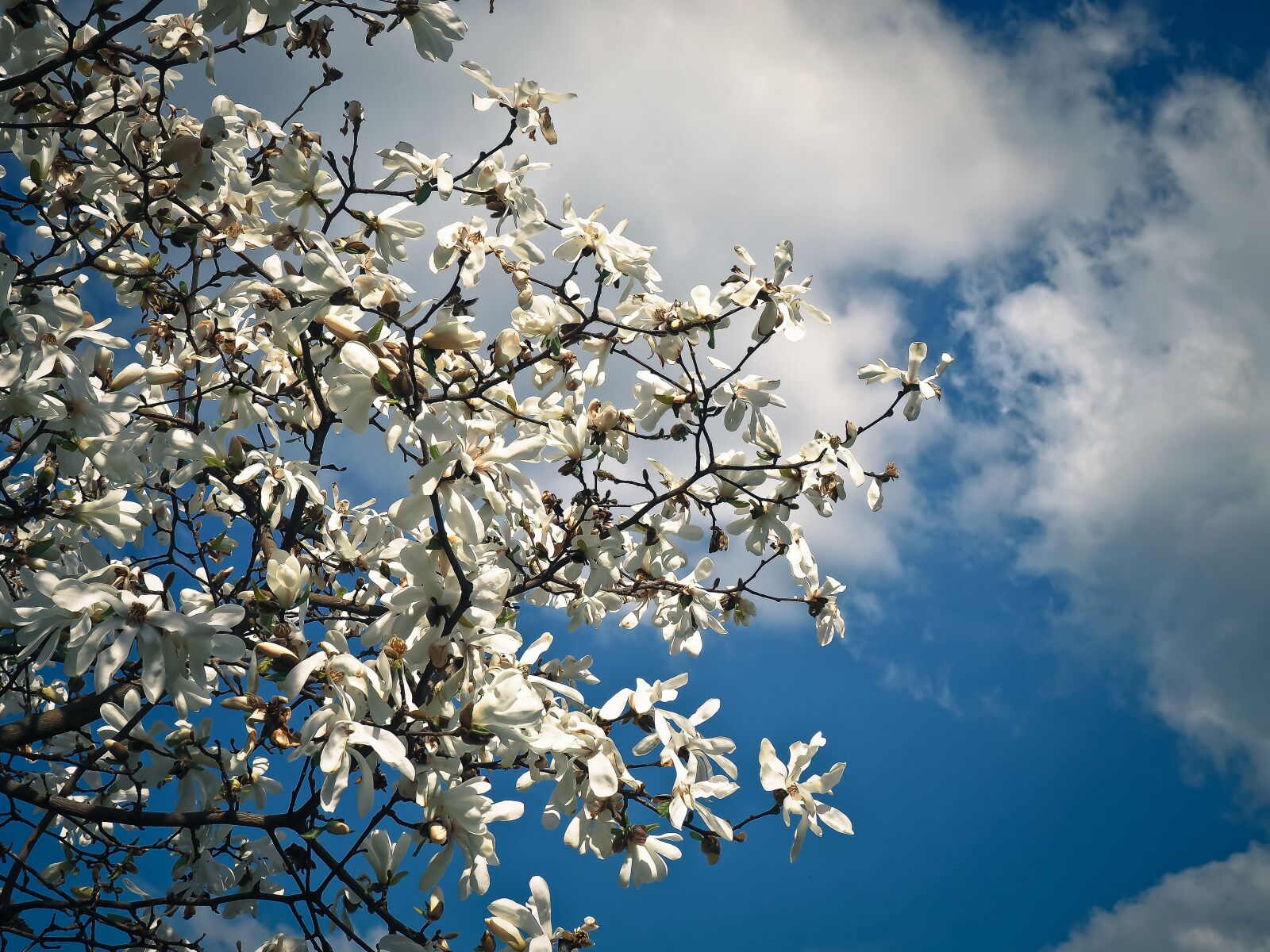 Olympus OM-D E-M10 sample photo. Magnolia, tree, blossom photography