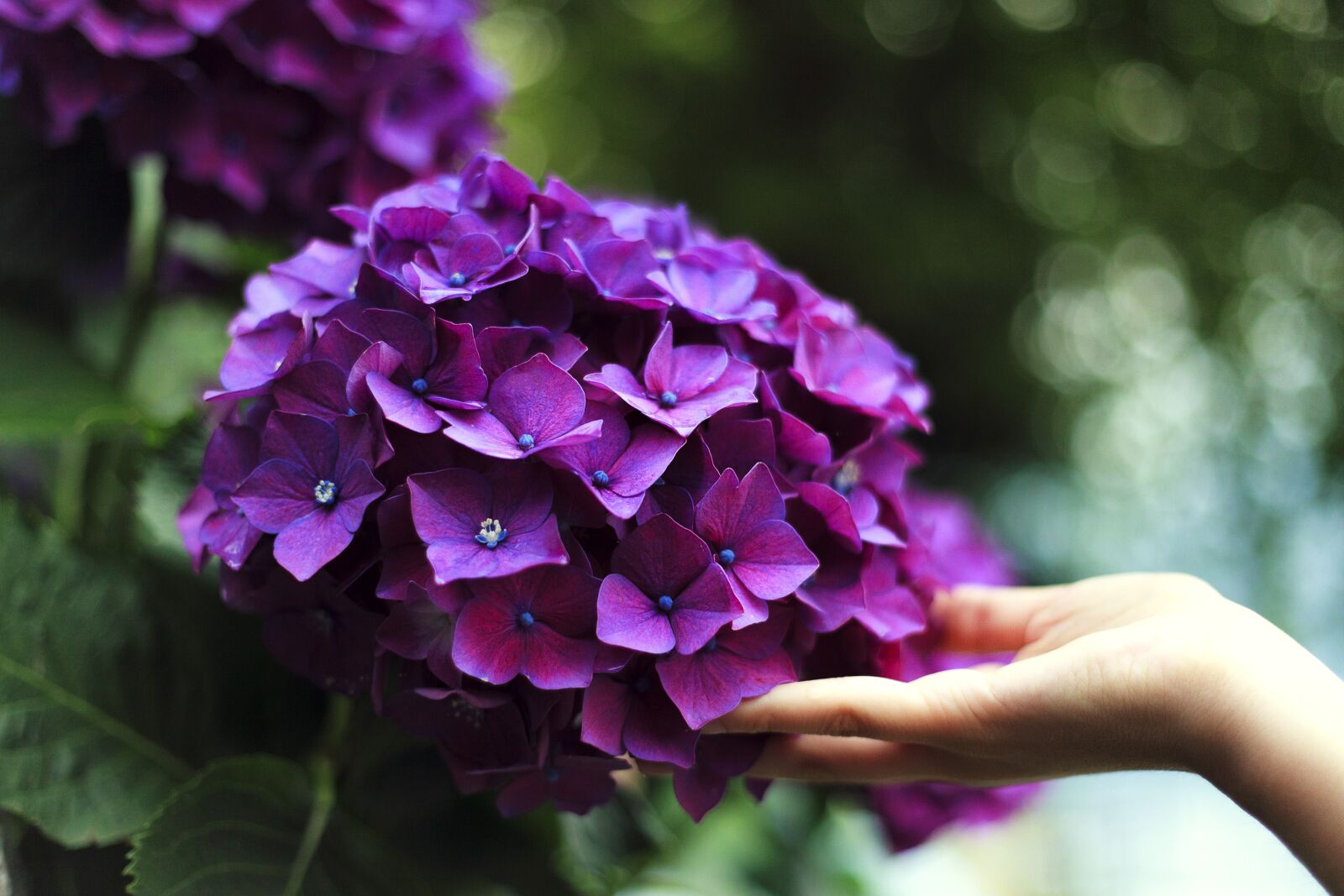 Canon EOS 5D Mark II sample photo. Bloom, depth of field photography