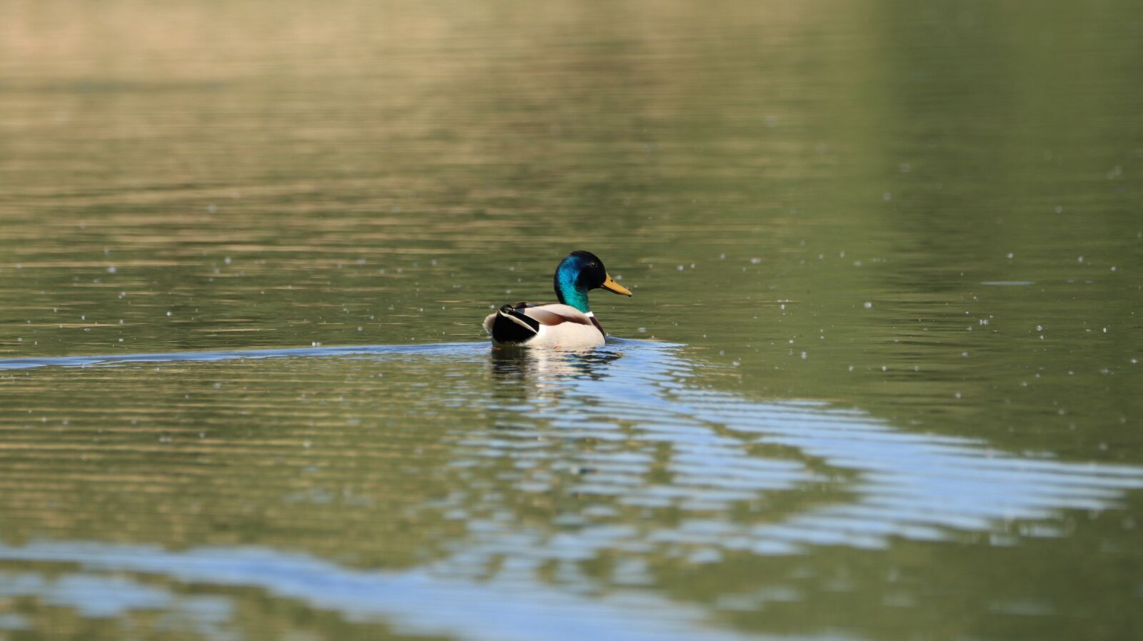150-600mm F5-6.3 DG OS HSM | Contemporary 015 sample photo. Duck, colorful, water bird photography