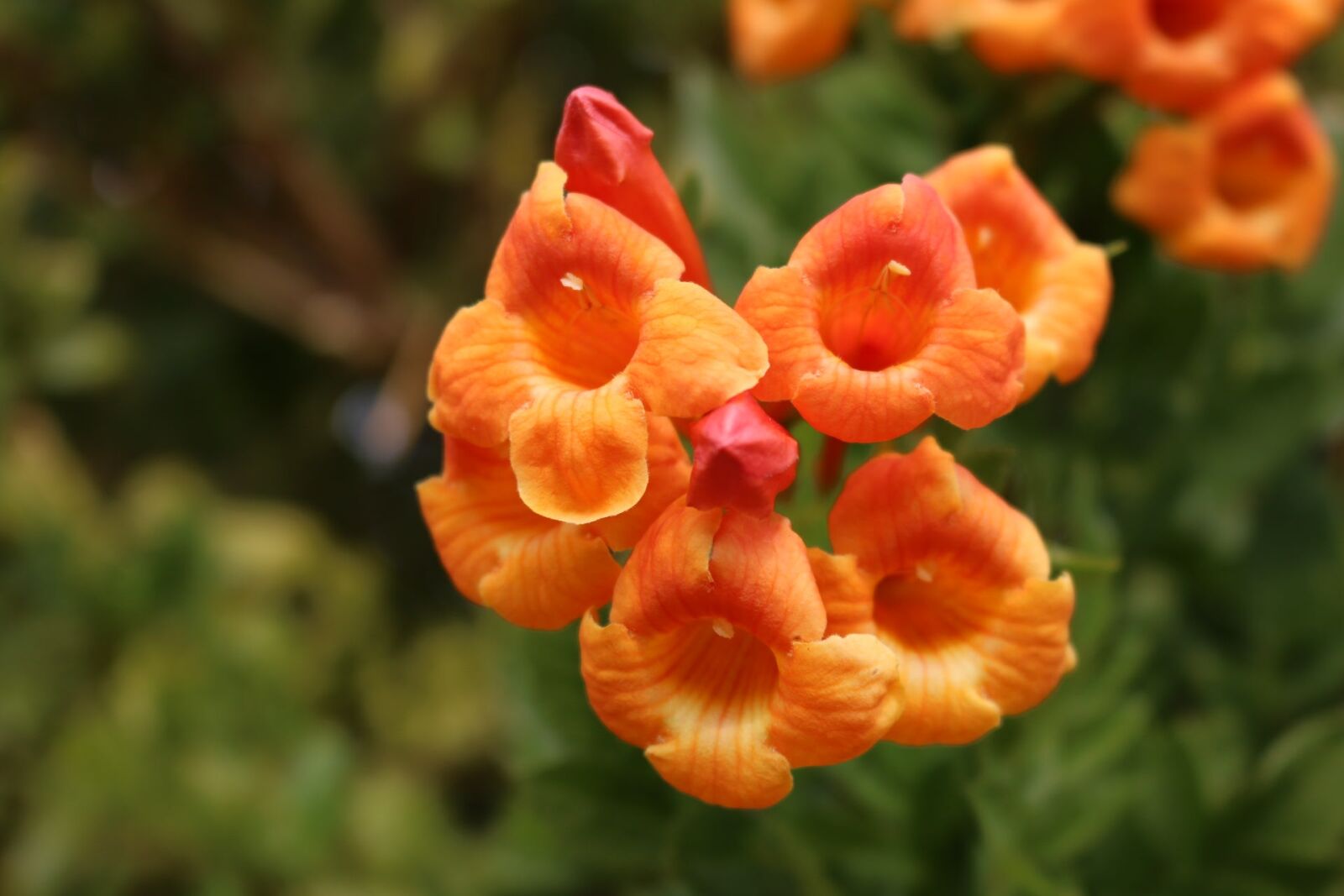Canon EOS 750D (EOS Rebel T6i / EOS Kiss X8i) sample photo. Flower, nature, flora photography