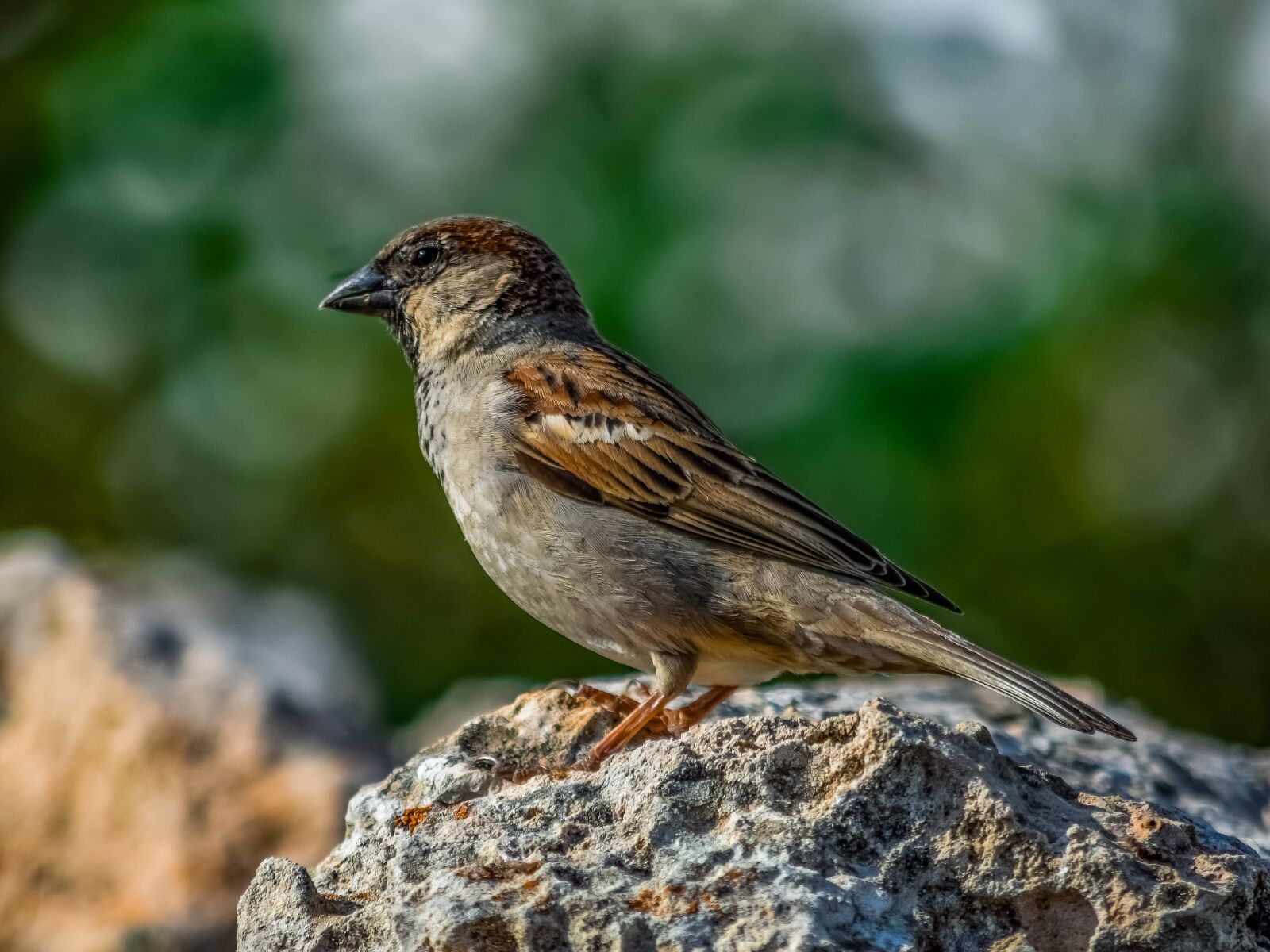 Nikon D3300 sample photo. Sparrow, nature, wildlife photography