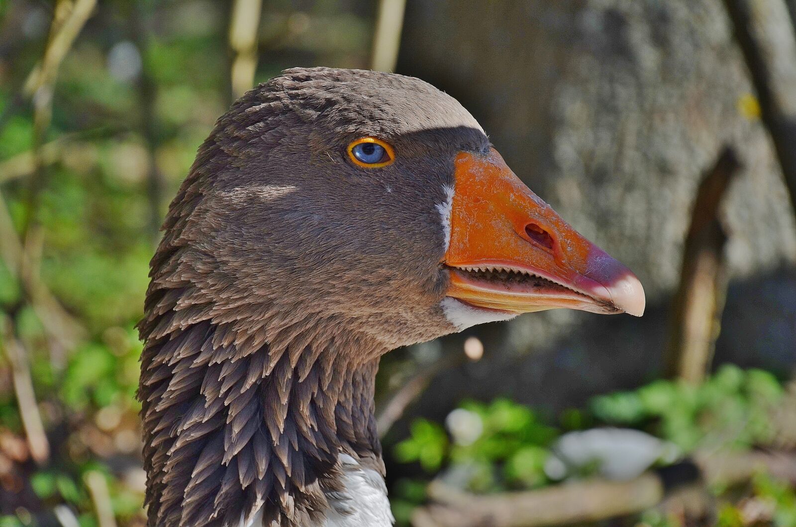 Nikon D7000 sample photo. Duck, geese, animal photography