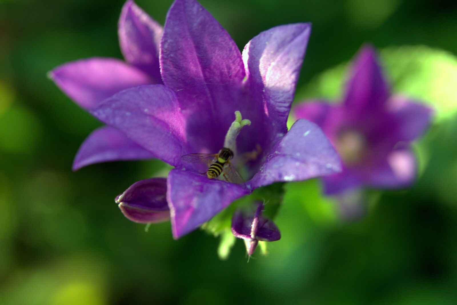Pentax K-S2 sample photo. Ringtone, flower, mucha photography