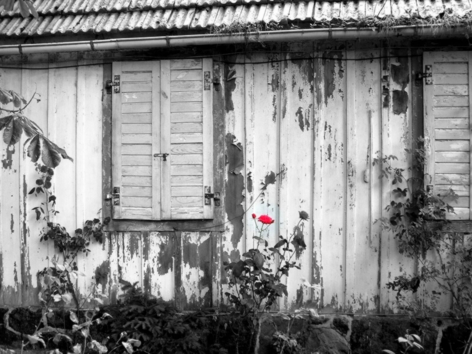 Samsung WB650 / VLUU WB650 /  WB660 sample photo. Red rose, shed old photography