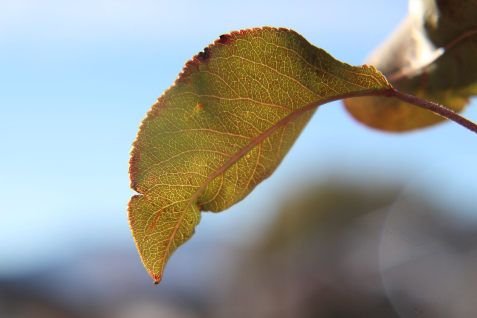 Canon EOS 700D (EOS Rebel T5i / EOS Kiss X7i) sample photo. Autumn, fall, nature photography