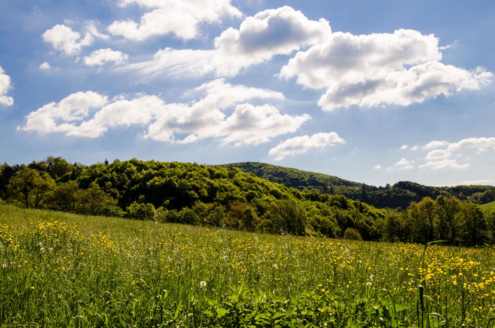 Nikon D5100 sample photo. Meadow, flowers, summer photography