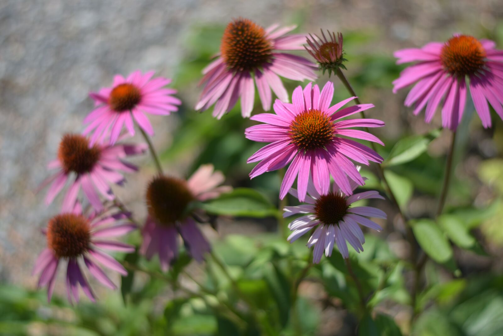 Nikon D5300 sample photo. Coneflower, echinacea, flower photography