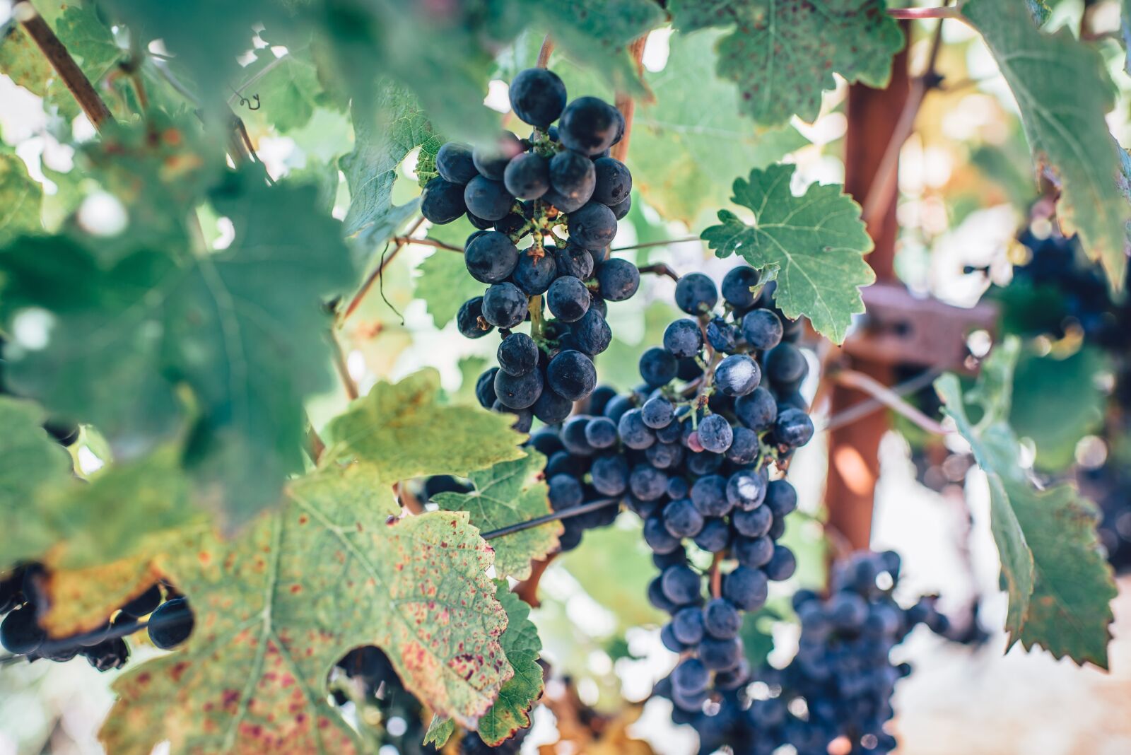 Nikon D610 sample photo. Agriculture, cluster, color photography