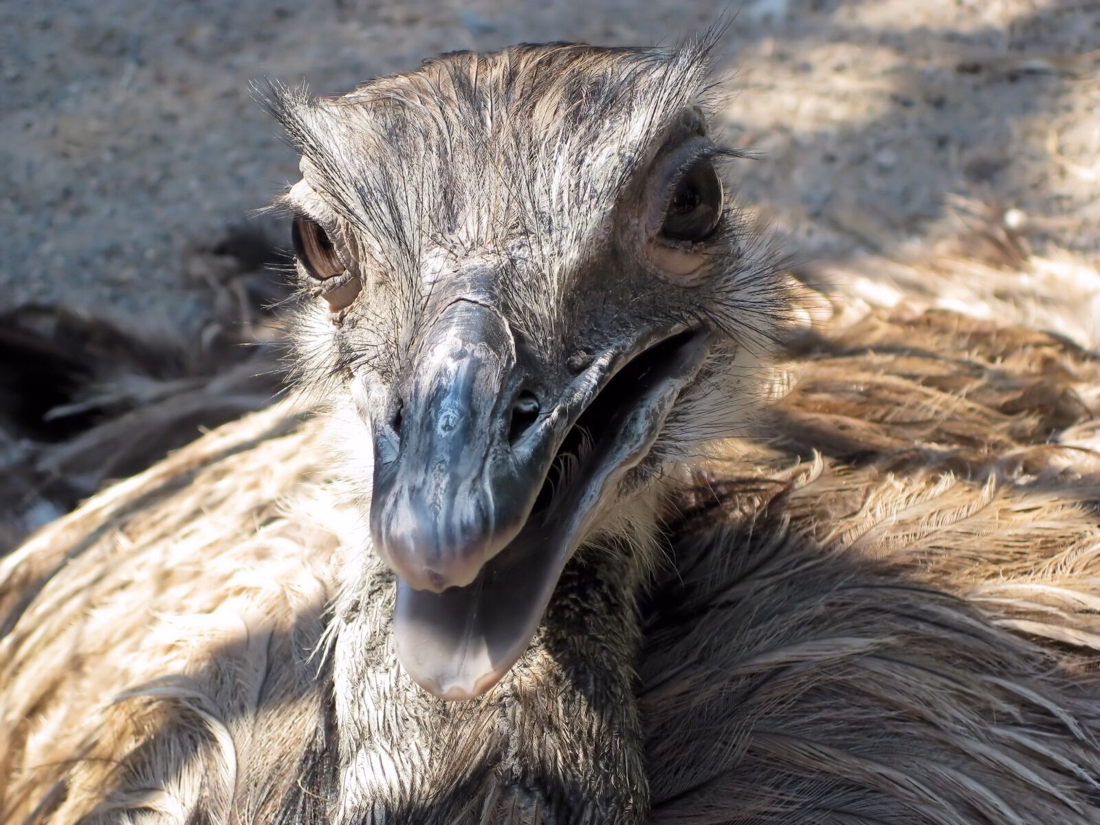 Canon PowerShot SD1100 IS (Digital IXUS 80 IS / IXY Digital 20 IS) sample photo. Ostrich, bird, flightless photography