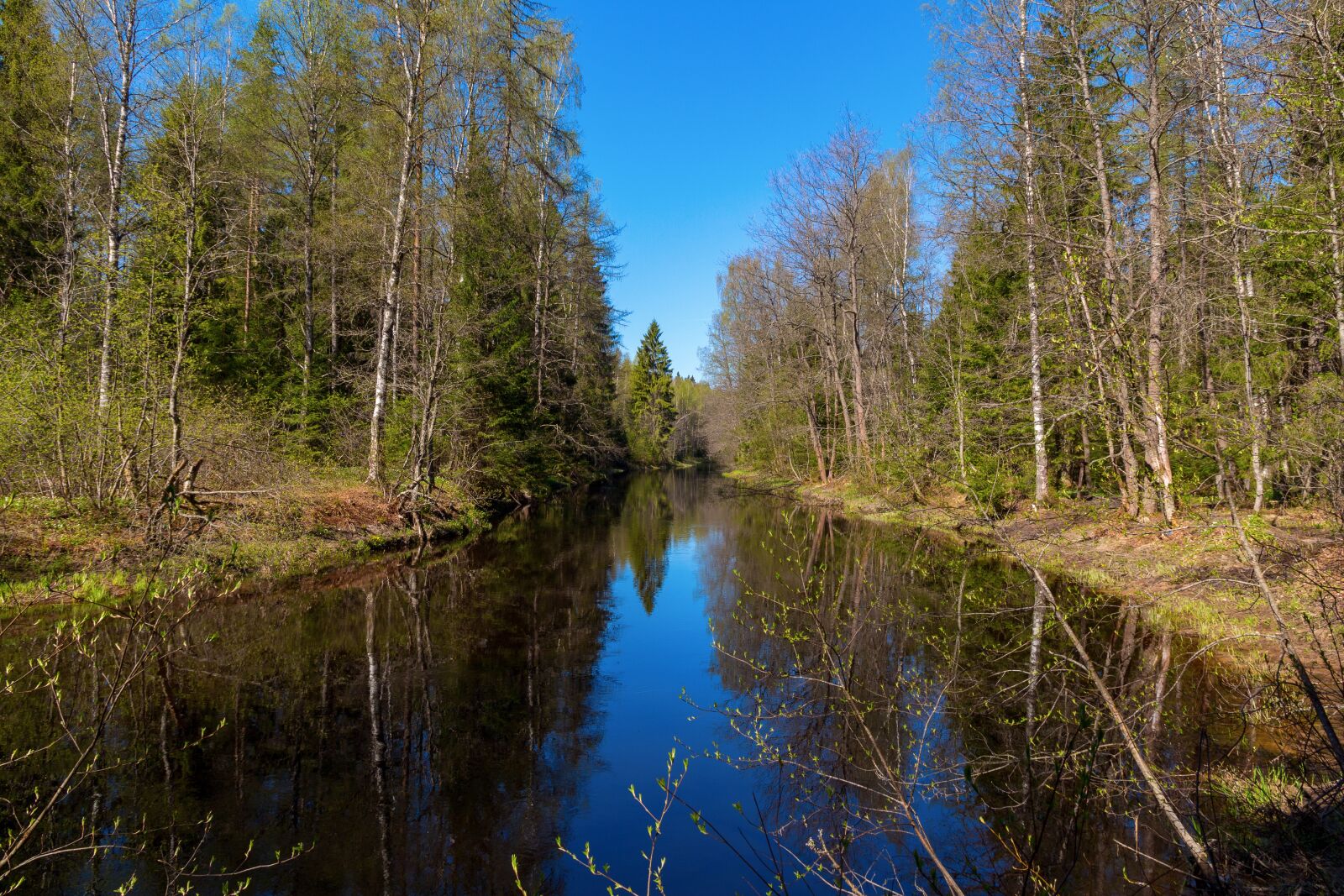 Canon EOS 650D (EOS Rebel T4i / EOS Kiss X6i) sample photo. Small river, spring, forest photography