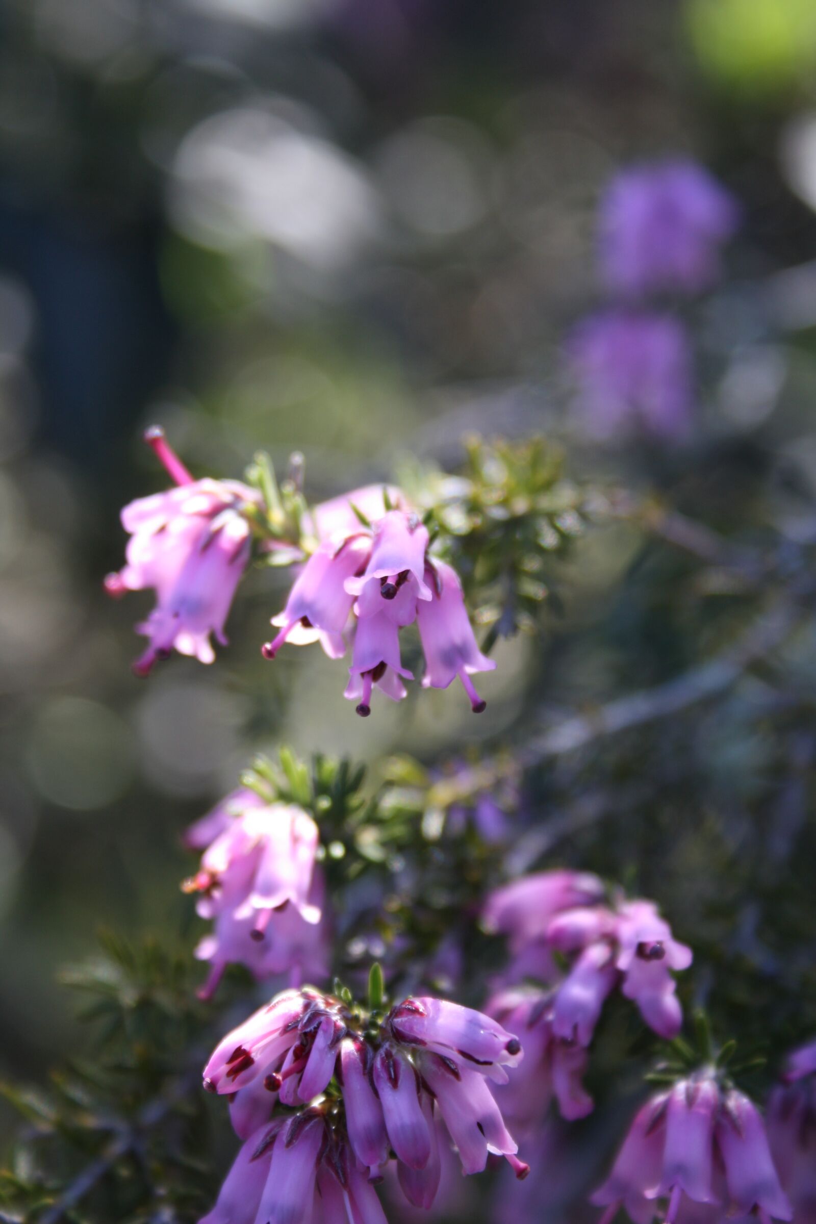Canon EOS 1000D (EOS Digital Rebel XS / EOS Kiss F) sample photo. Flower, heather, rosa photography