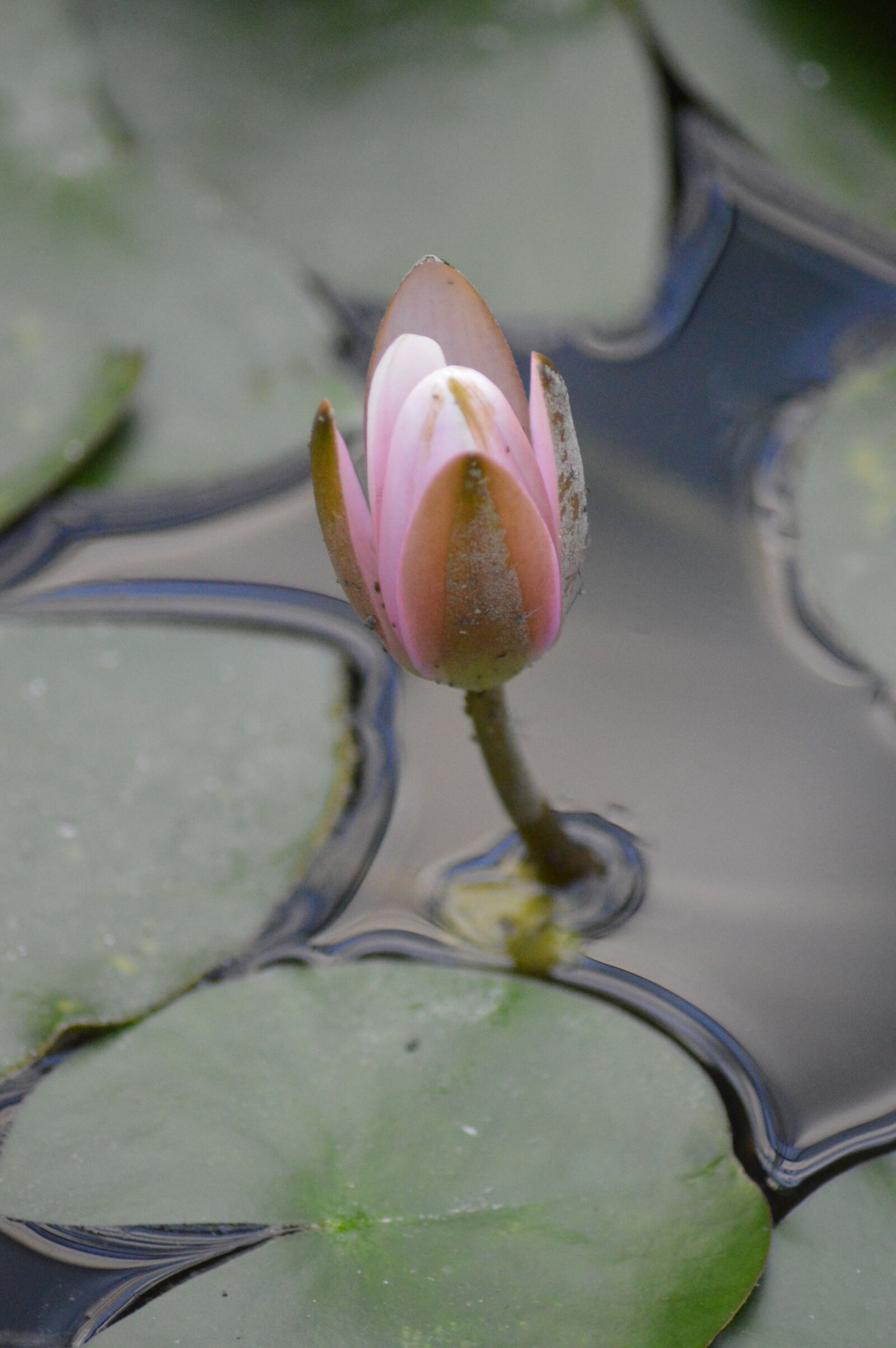Nikon D3200 sample photo. Water lily, water, flower photography