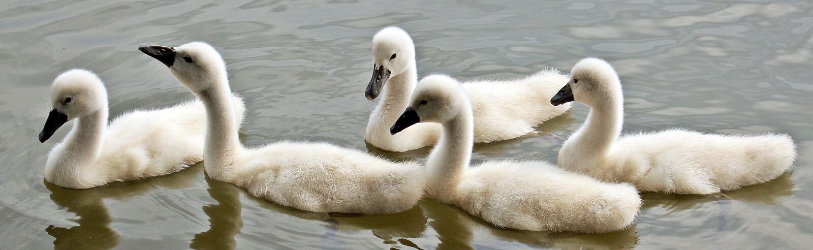 Canon EOS 550D (EOS Rebel T2i / EOS Kiss X4) sample photo. Swans, swan young, water photography