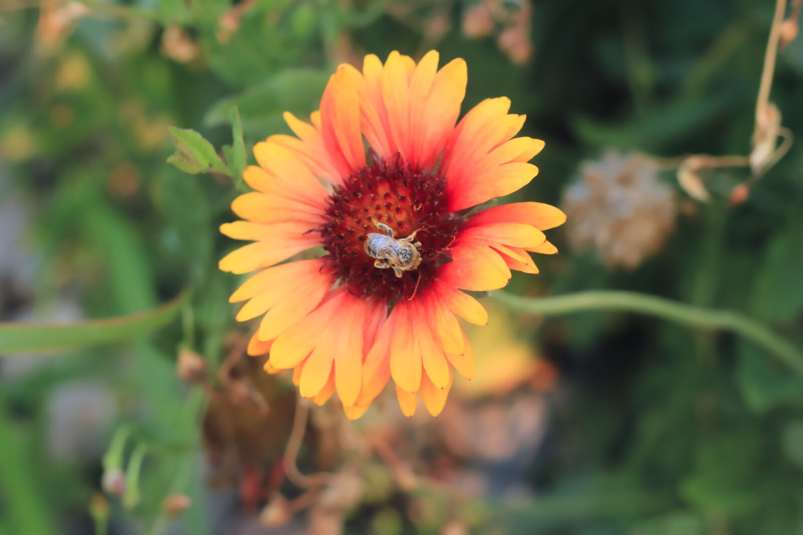 Canon EOS 550D (EOS Rebel T2i / EOS Kiss X4) sample photo. Bee, pollinate, garden photography