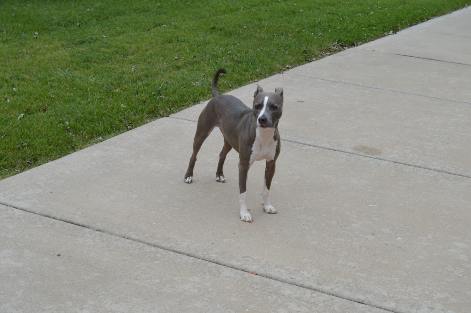 Nikon D3200 sample photo. Theme, dogs photography