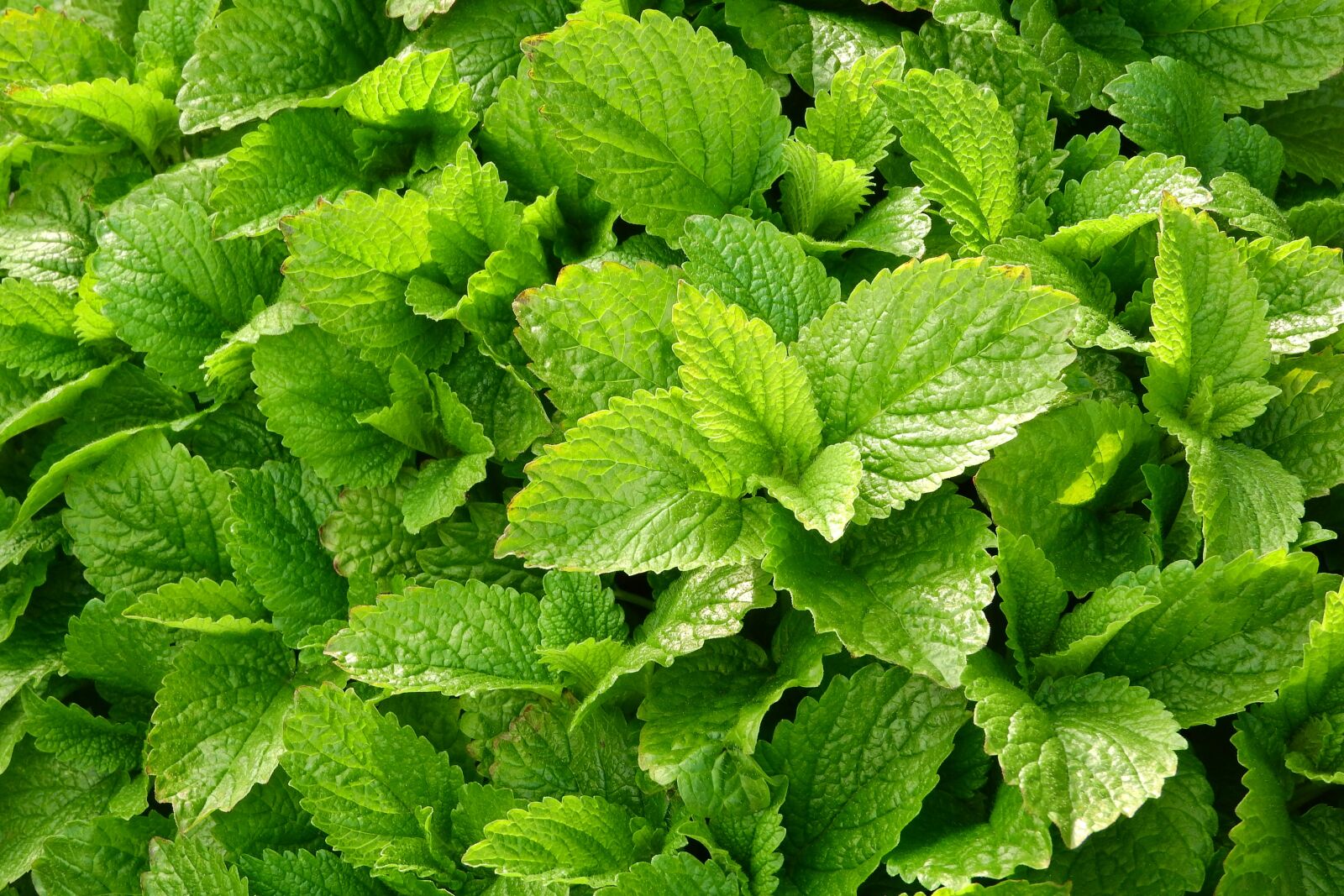 Nikon Coolpix P610 sample photo. Melissa, medical, melissa officinalis photography