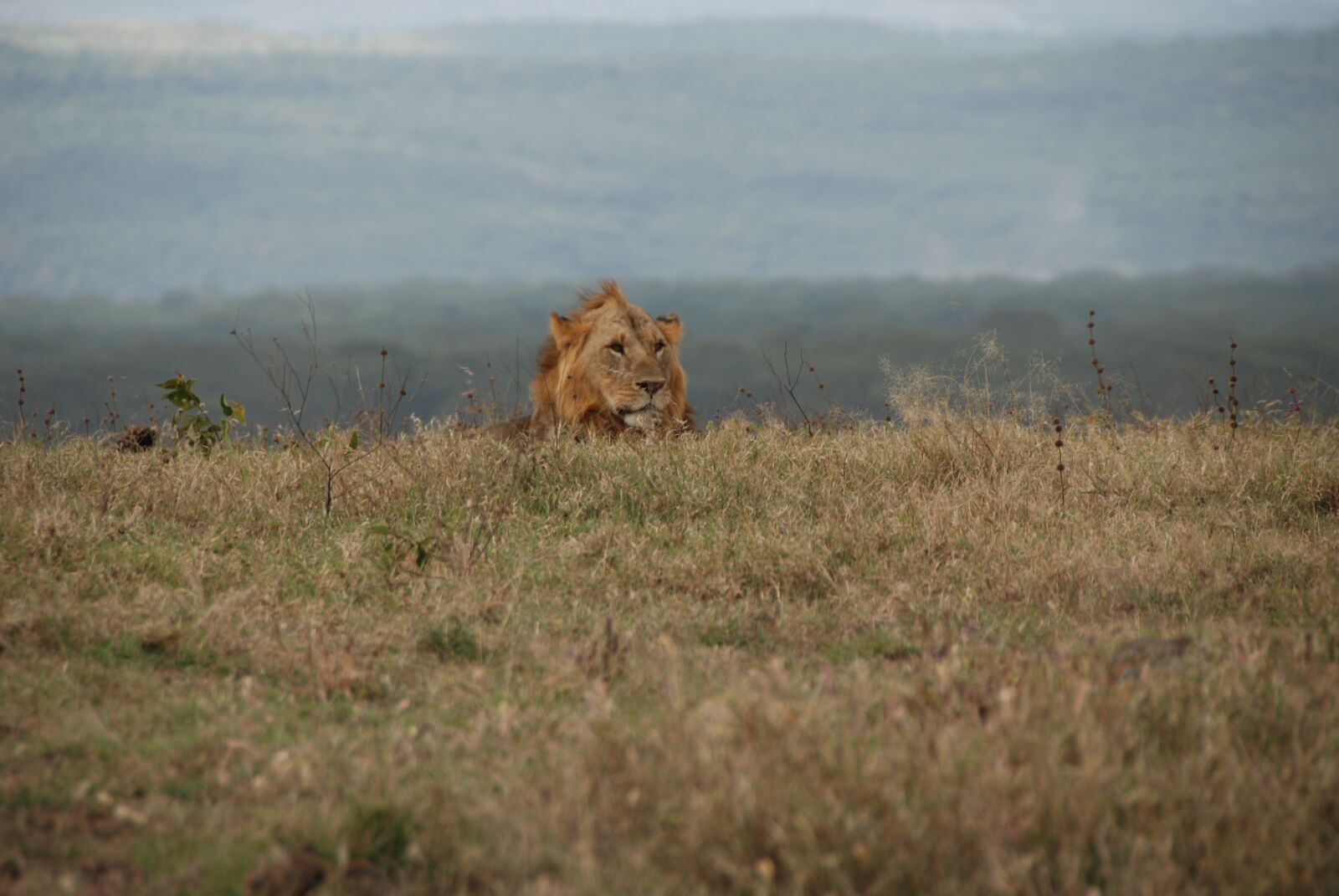 Nikon D80 sample photo. Lion, kenya, africa photography