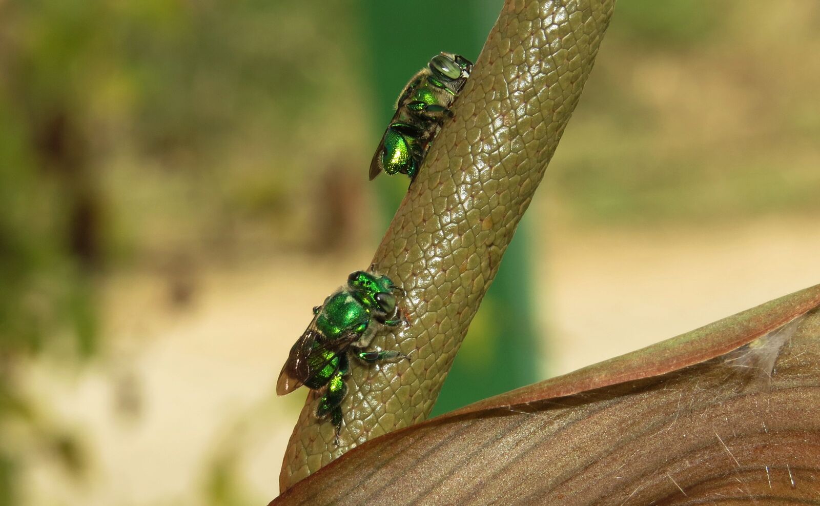 Canon PowerShot SX50 HS sample photo. Insect, animalia, wild life photography