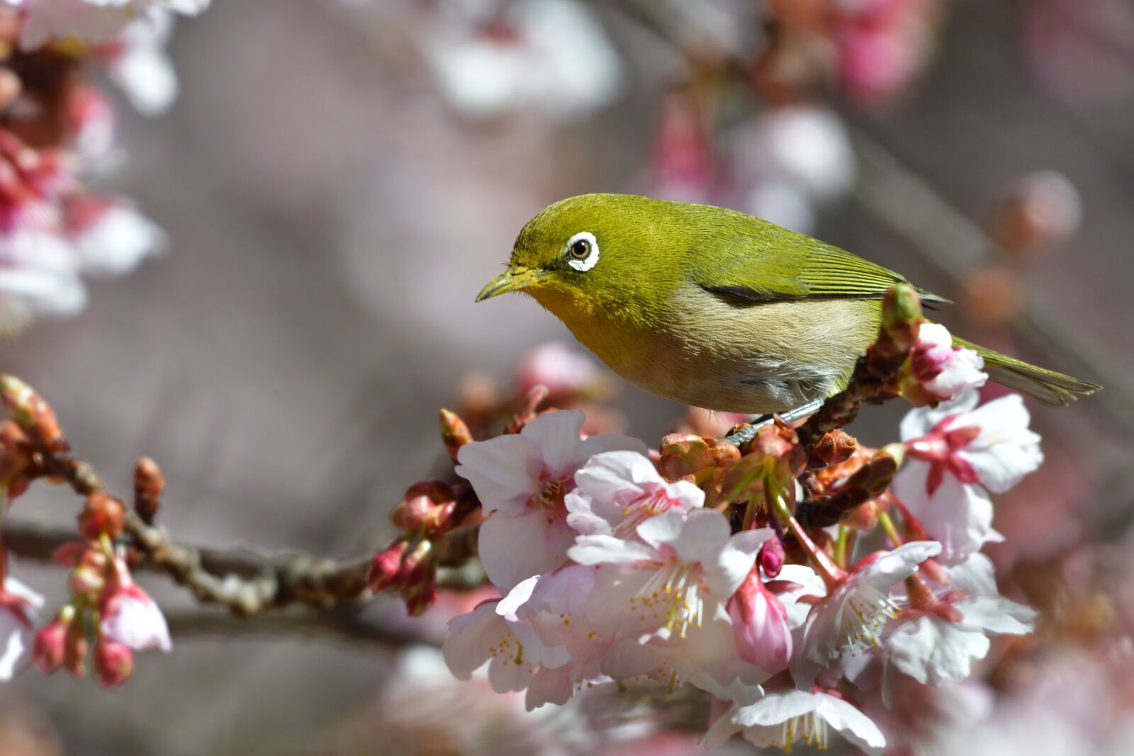 Nikon D500 sample photo. Flowers, wood, branch photography
