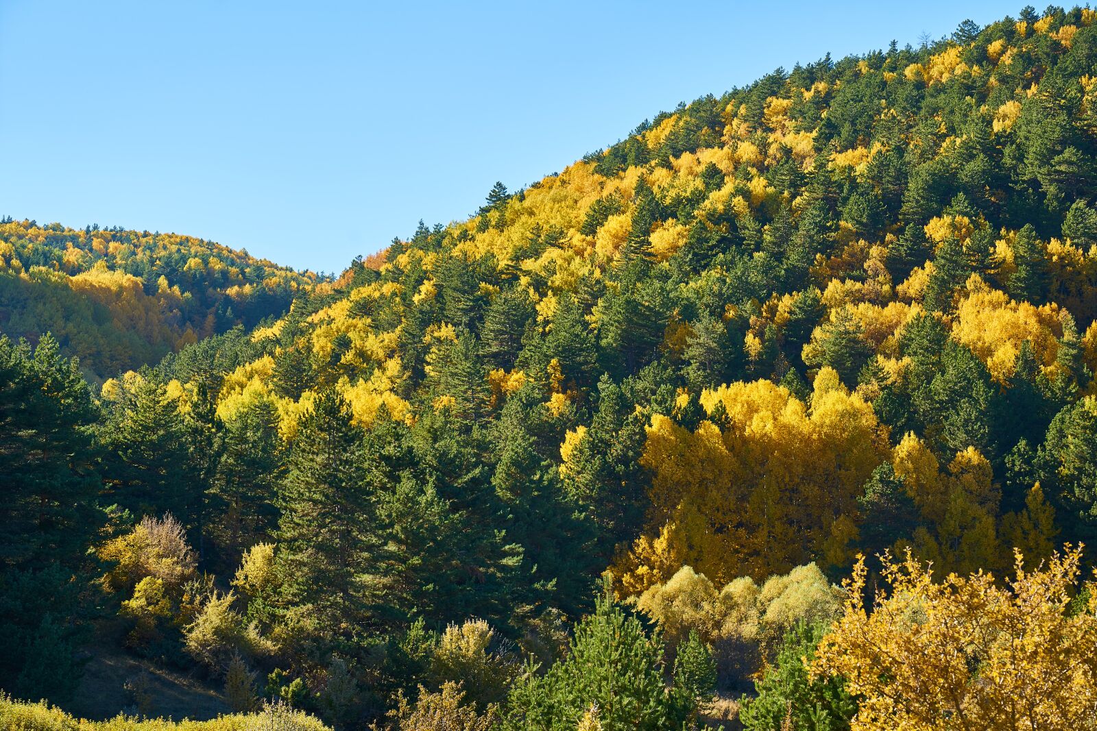 Sony a7R II sample photo. Mountains, trees, autumn photography