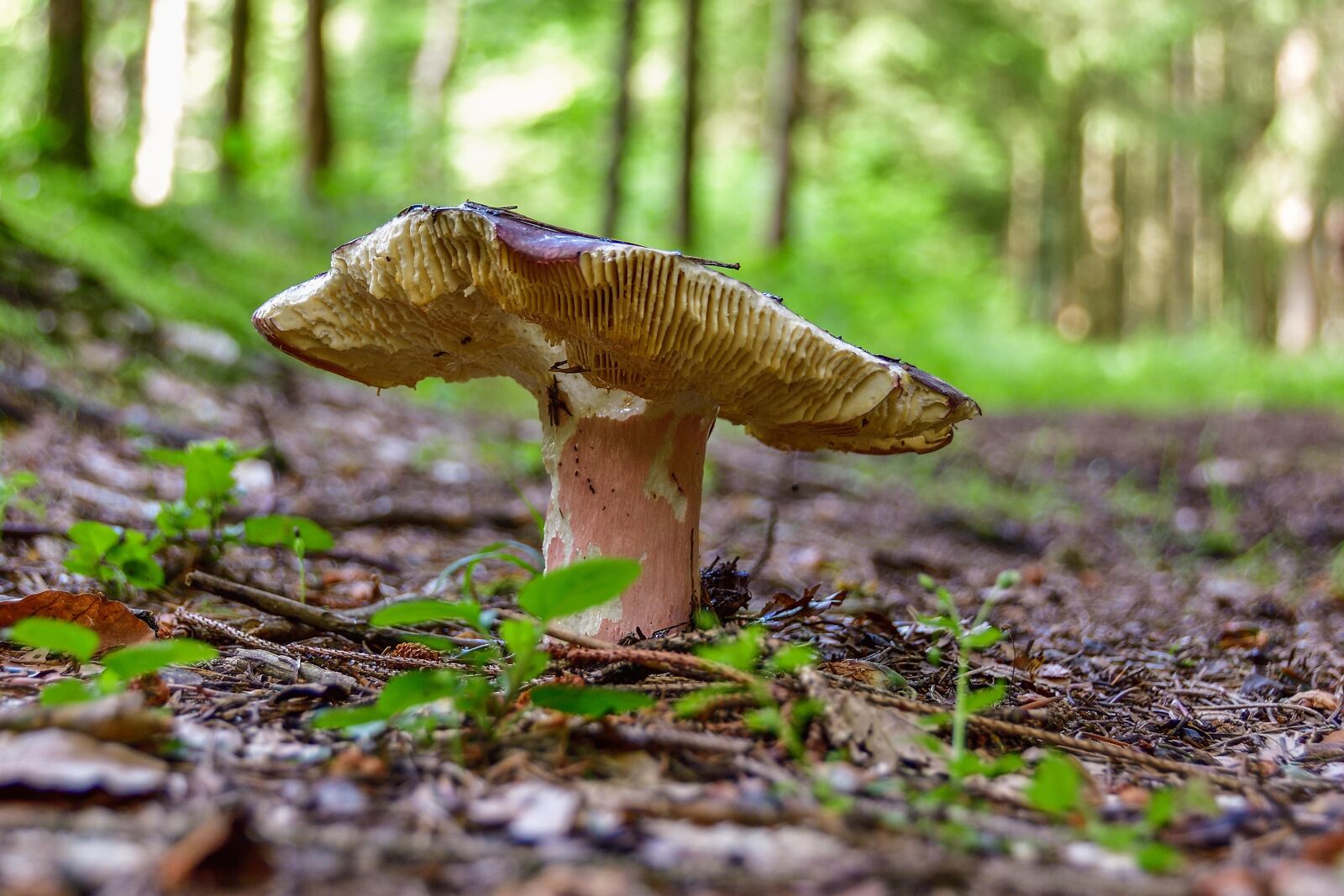 Nikon D7200 sample photo. Mushroom, russula, forest photography