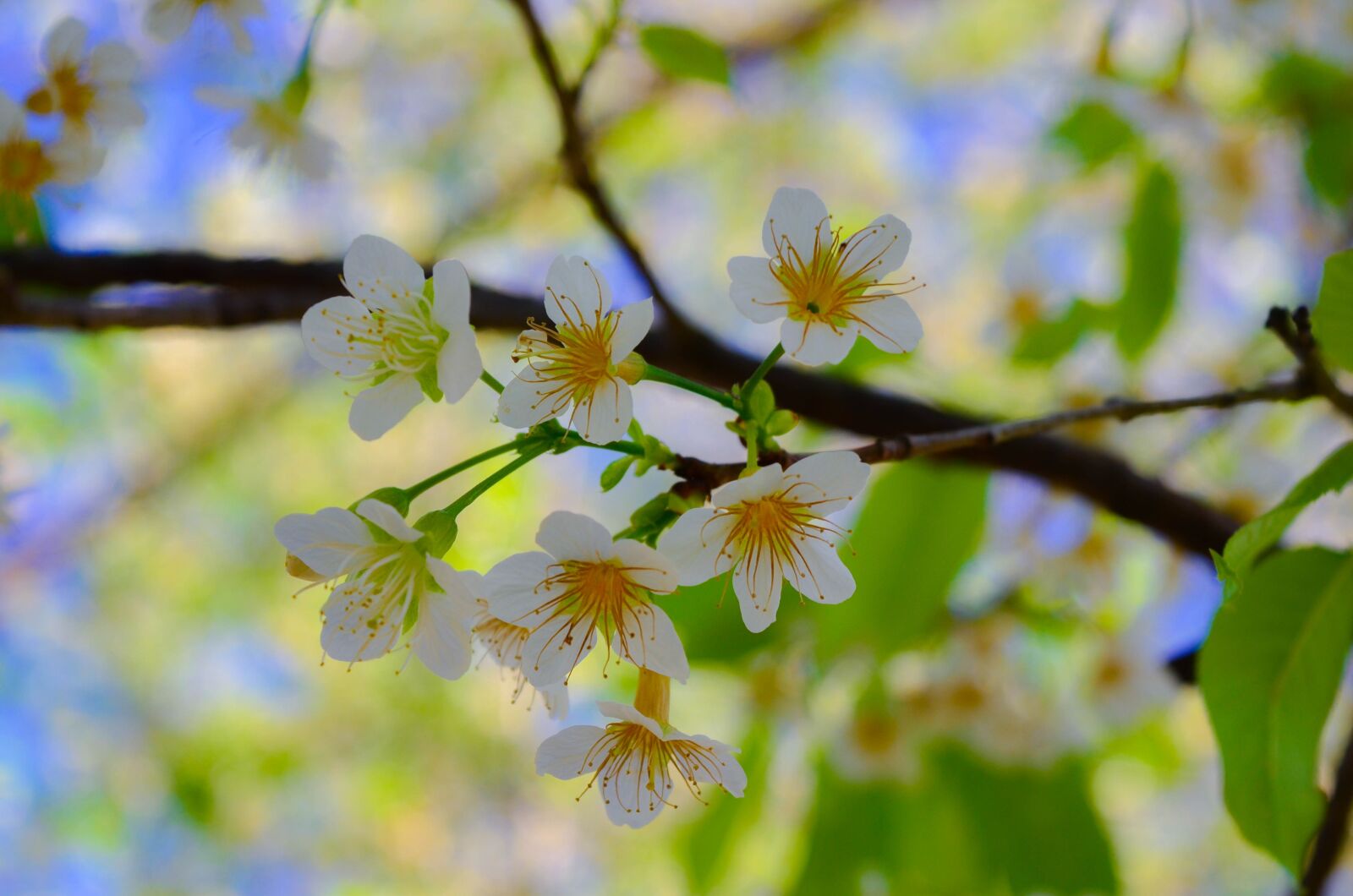 Nikon D5100 sample photo. Flower, white flower, white photography