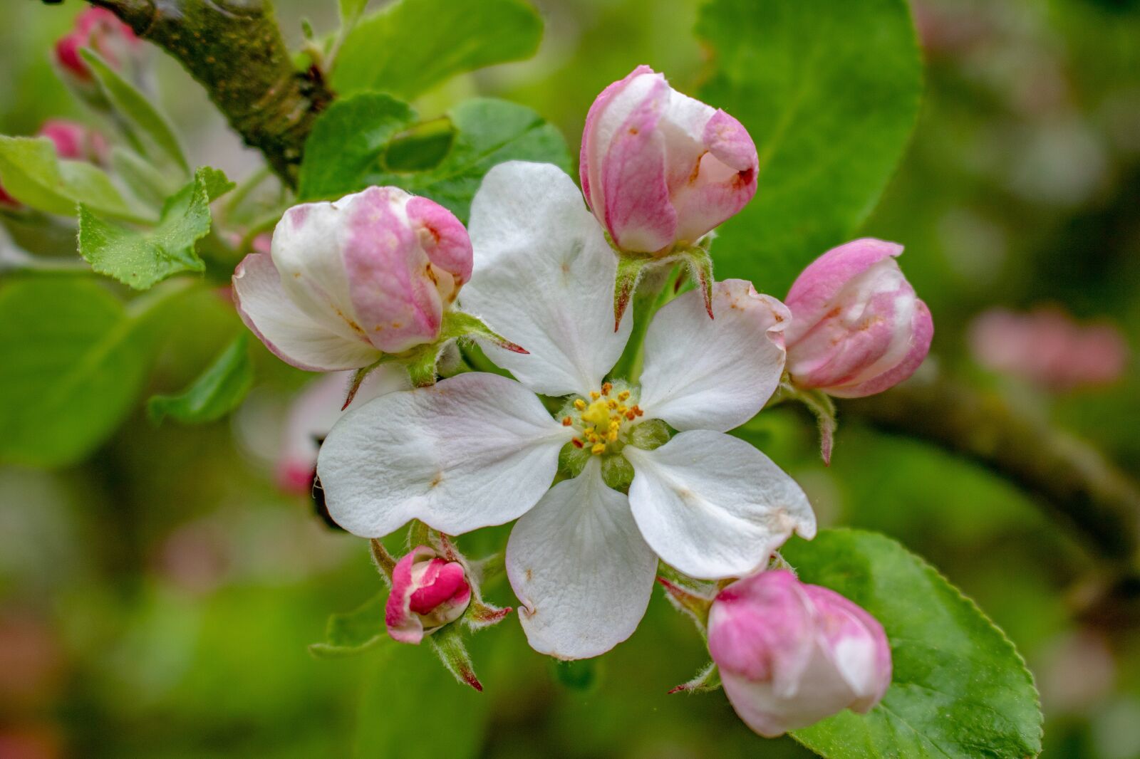 Canon EOS 750D (EOS Rebel T6i / EOS Kiss X8i) sample photo. Apple blossom, blossom, bloom photography