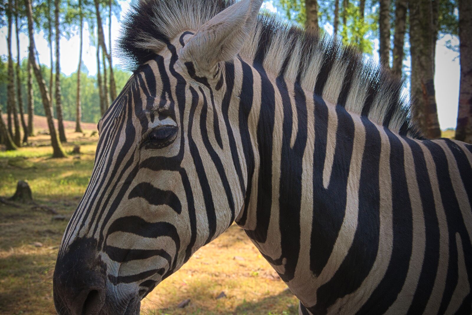 Panasonic Lumix DMC-GH3 sample photo. Zebra, animal, africa photography