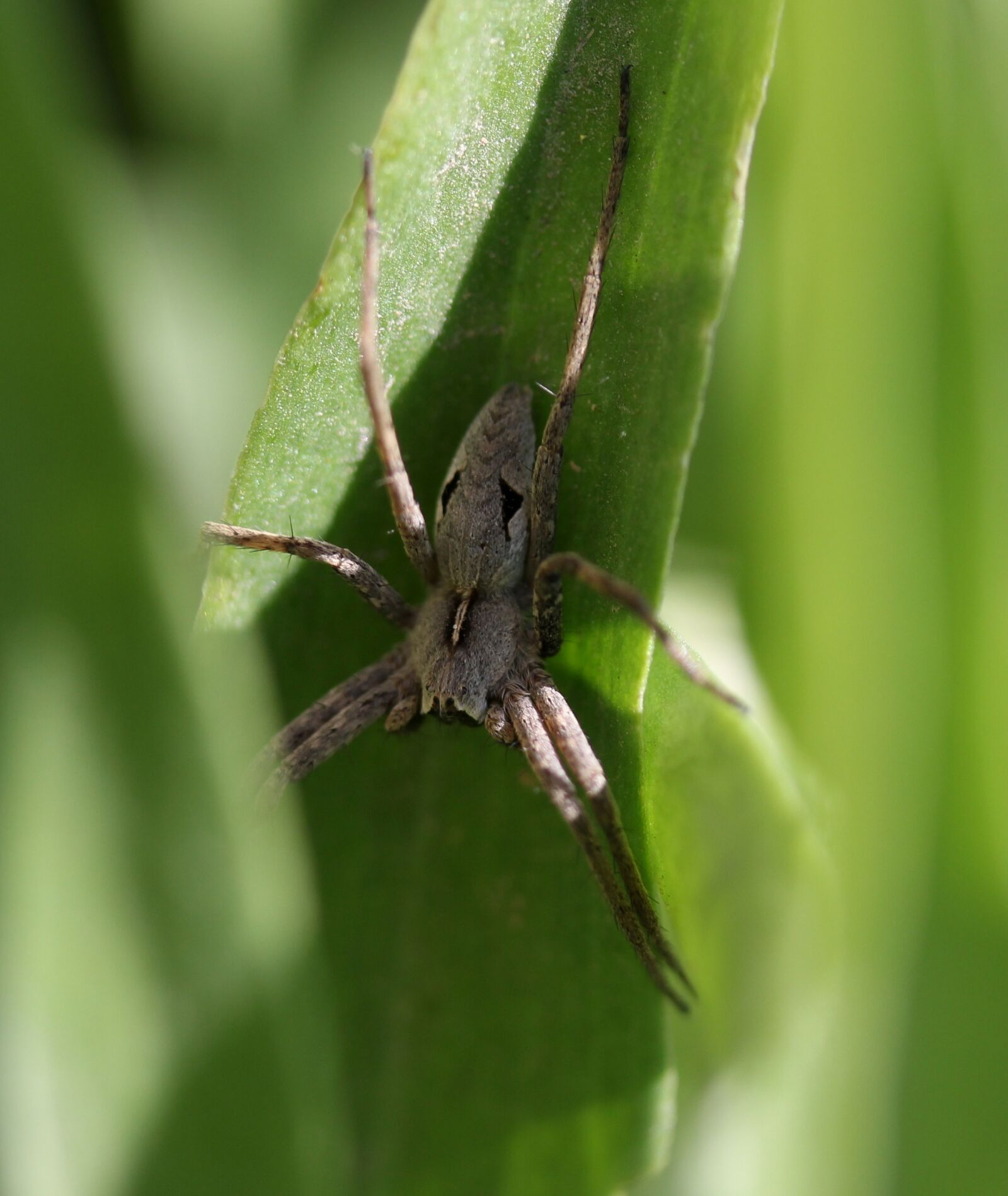 Canon EF-S 60mm F2.8 Macro USM sample photo. Spider, arachnid, gray photography