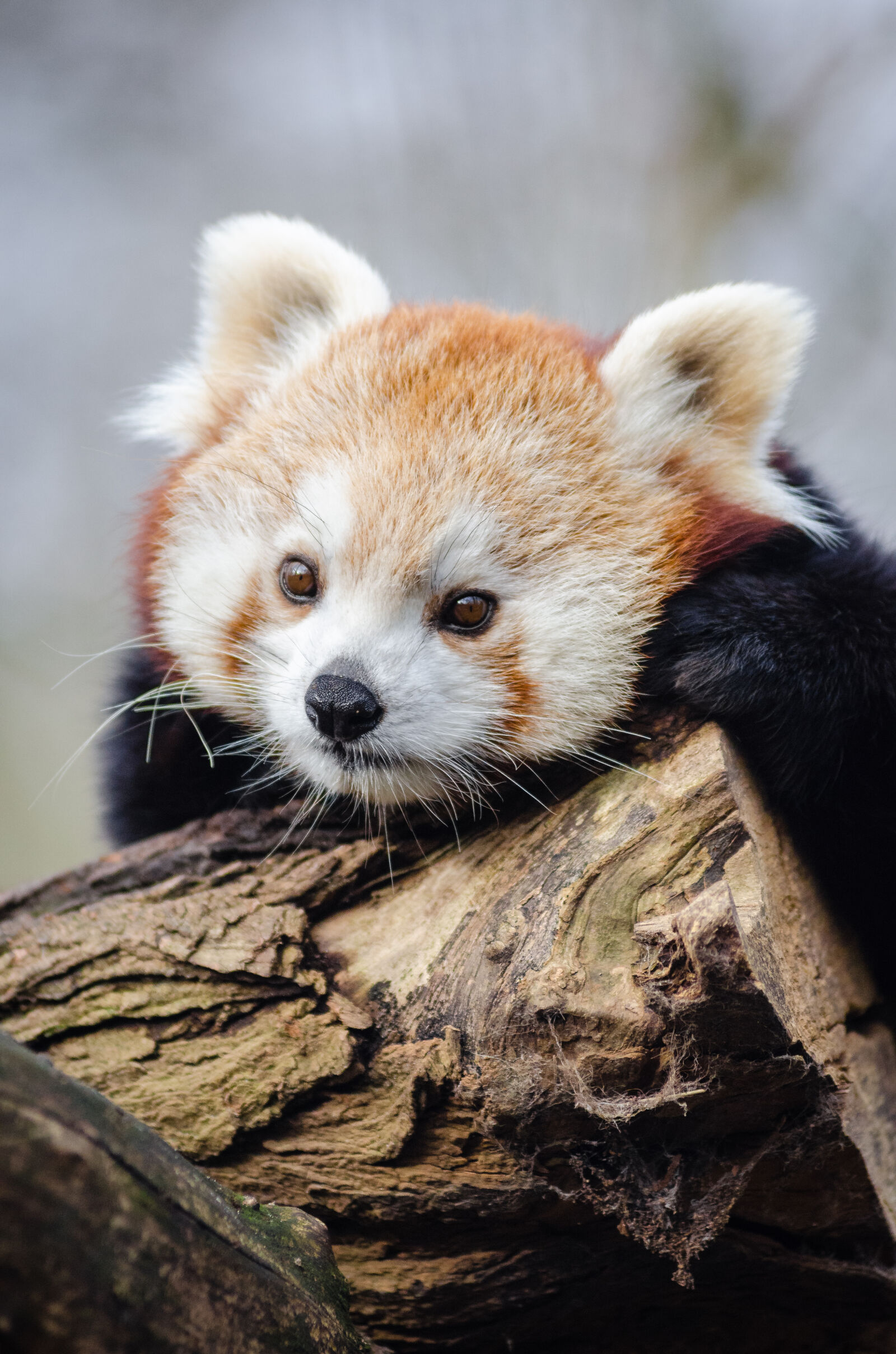 AF Zoom-Nikkor 80-200mm f/2.8 ED sample photo