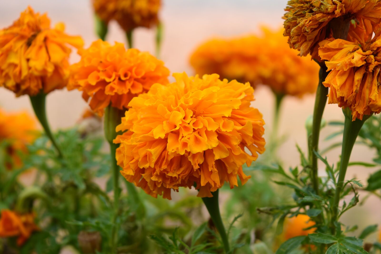Nikon D5300 sample photo. Marigold, flowers, yellow photography