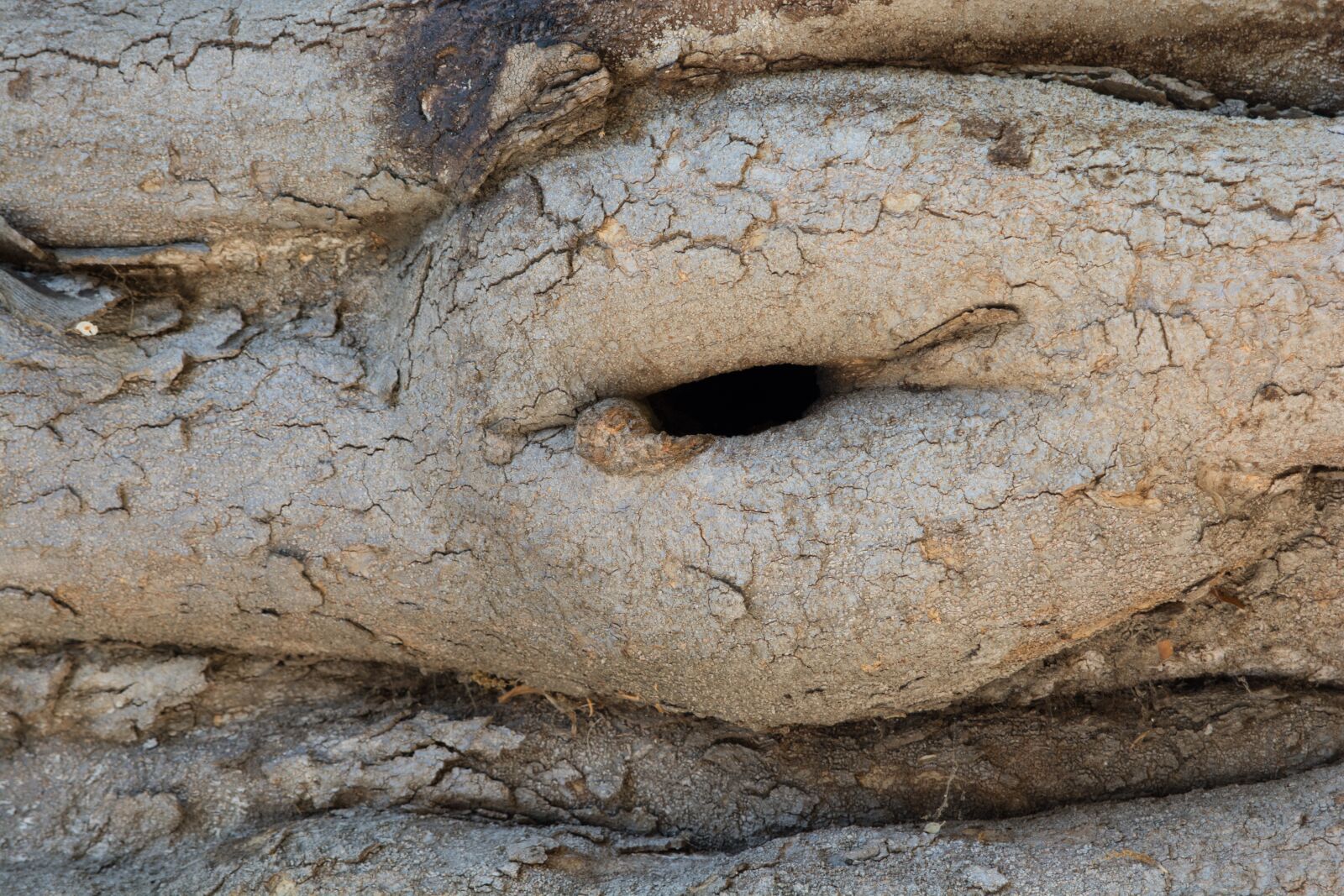 Nikon D7100 sample photo. Tree, trunk, wood photography