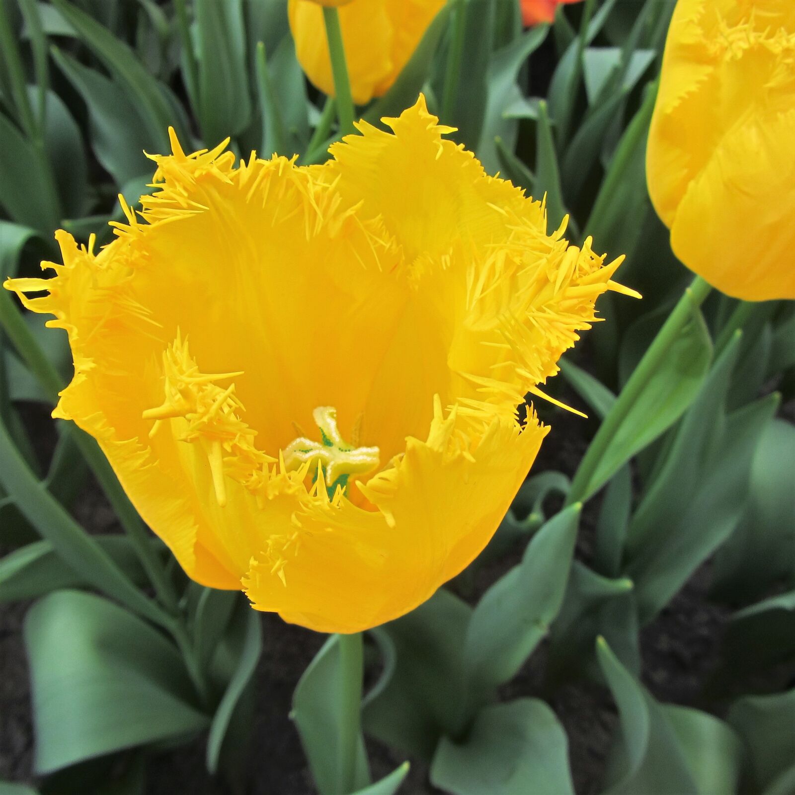 Canon PowerShot SX220 HS sample photo. Tulip, tulips, yellow photography