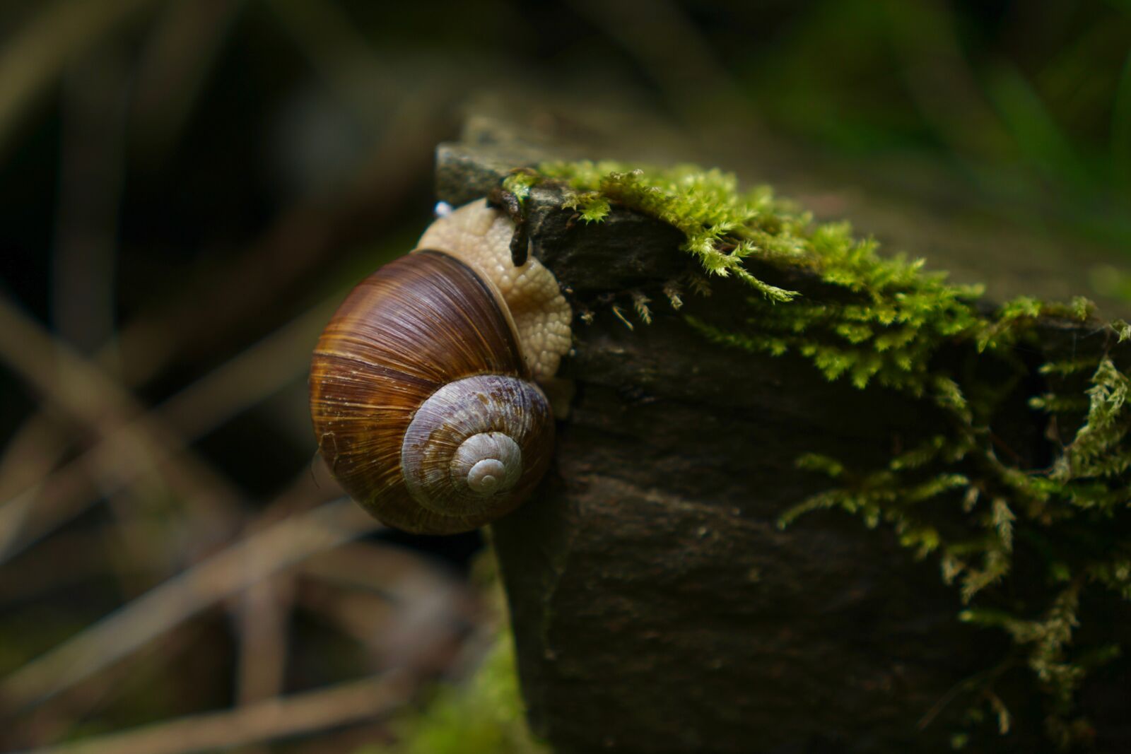 Sony a6000 + Sony E 35mm F1.8 OSS sample photo. Helix pomatia, snail, swabian photography