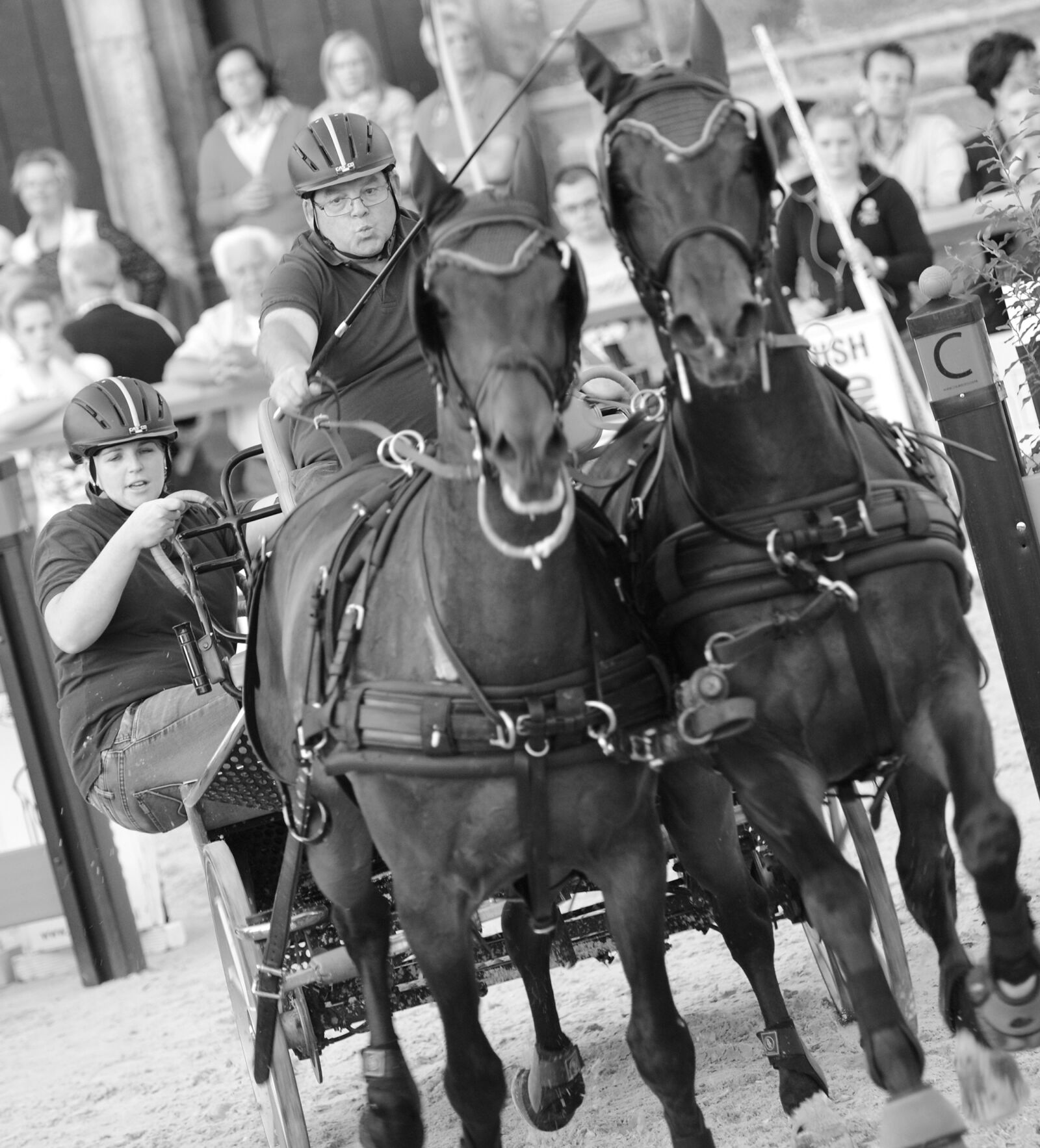 Nikon D600 sample photo. Horse, horses, equestrian photography